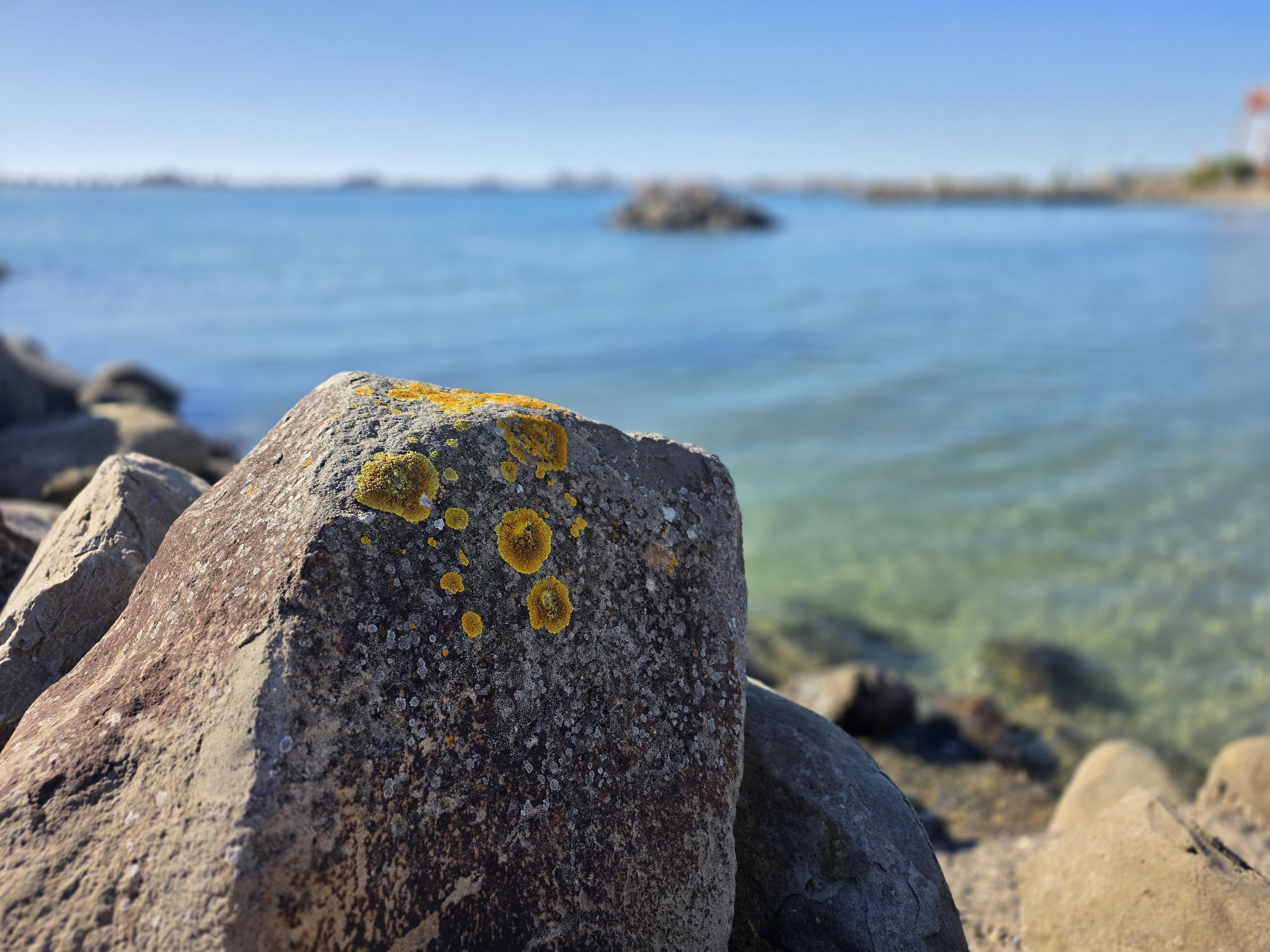 Some orange lichen on a rock, harbour seas in the background
